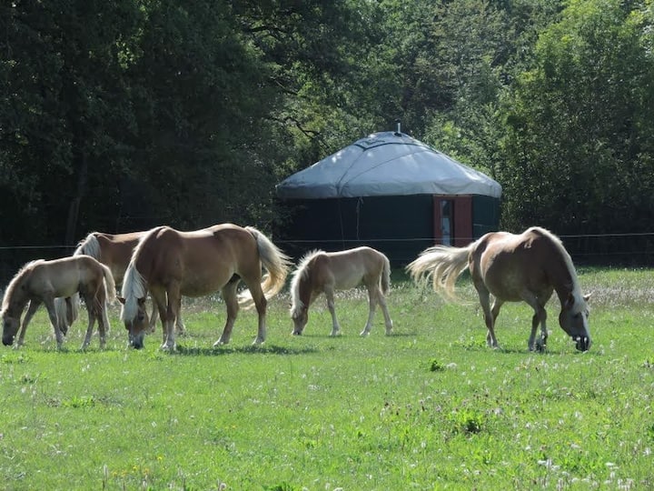 Quiet comfortable yurt in the heart of horses