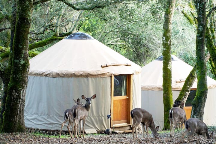 Yurt glamping for Naturists!