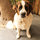 Our dog 