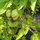 Tomatoes will be ripening soon - Will you be here to eat them?