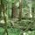 Ancient Rain Forest Olympic National Park