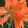 Wild and Abundant Day Lilies!  