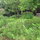side yard to cottage