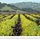 mustard in a vineyard