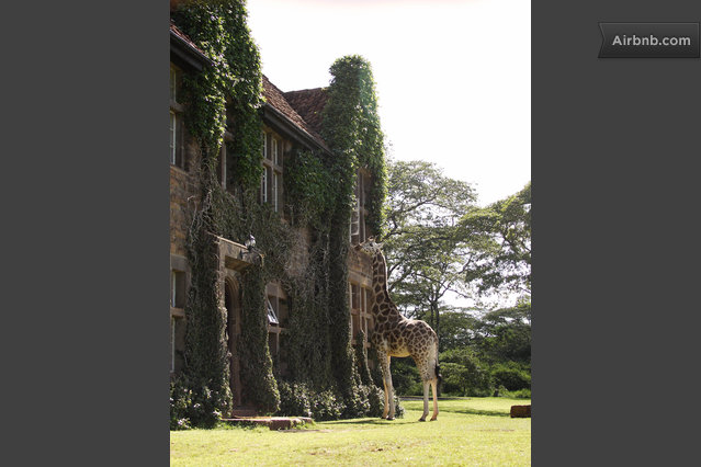 Giraffe Manor