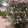 Backyard: Garden in bloom (oleanders are toxic and should not be eaten by pets)