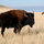Bison herd on Antelope Island, Great Salt Lake's largest island, number 600 animals. 