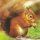 Red Squirrel on Brownsea Island