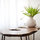 NoLiTa Designer Luxury Suite 