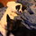 Little Jack: My little lover and rescue from Owensboro, KY.  The shelter changed his name to Jack, therefore, I now have Blackjack and Little Jack.