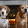 Hunter Max and Daisy May: I found Hunter in our hood in Puerto Rico and found Daisy dumped off in the El Yunque Rain Forest.  They live with my ex.