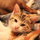 Pumpkin is rotten.  She thinks she is a dog.  She and Howie (older cat) live in and outdoors.  I'm allergic but a sucker for rescues.