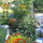 Our front garden ~ 2010