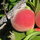 Delicious organic peaches from our neighbors ~ YUM!!