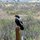 Golden eagle or black hawk on the garden post.