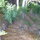 Down the path to the Cabin