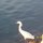 Enjoy dolphins, pelicans, egrets, and other wildlife - or search the beach for ancient shark's teeth or shells
