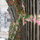 Flowers line the cathedral steps at the Girona flower festival - (2 hour drive)