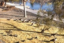  Lovely 1BDR Condo on duck pond