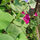 More flowers!