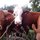 Lots of Local farms and farm friends!
