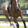 H. I. T. S. (Horse Shows In The Sun) in just 9 minutes