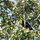 A wild friend. Toucan