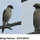 Another wild friend. Laughing Falcon