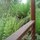 lush 100 year old tree ferns create their own microclimate in the garden
