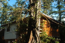 Modern Studio Suite in the Trees in Tofino