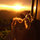 Sunsets and dogs.What more can you ask?