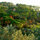 Nature of Settignano