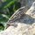 Local wildlife (don't worry - they're only small)