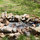 Blue Ridge Mountain "Yurt" B & B