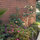 Azalea and Camellia corner