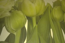 Bed and Breakfast Tulips Zen Room