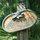 Jade Lily-Luxury Treetop Bungalow! 