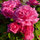 This heirloom climbing rose is very fragrant!