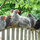 The Dominique heritage chickens... the oldest breed in the US!