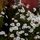 Autumn daisies