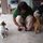 A guest playing with the cats