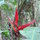 Bird of Paradise seen on the nature trail at the bottom of our garden.
