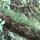 Epiphytes and ferns seen along our own private nature trail.