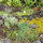 Sage, Chives, Thyme + More Herbs Abound