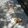 Koi sidewalk painting