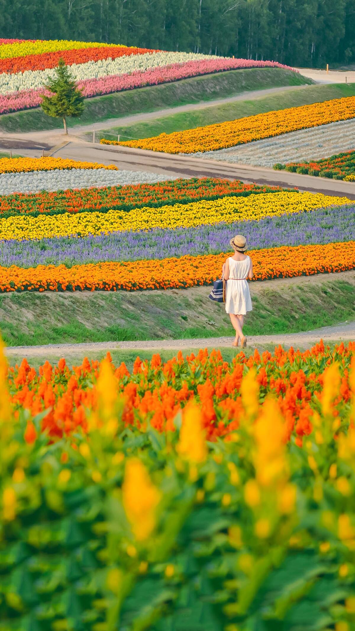 Airbnb爱彼迎 从美瑛到富良野 夏日的田园诗歌