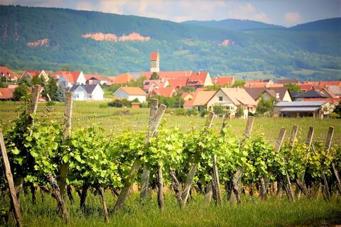 Independent home in the heart of the vineyard