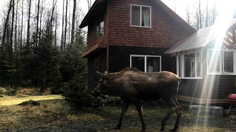 Eagle's Nest Cabin on Salmon Creek