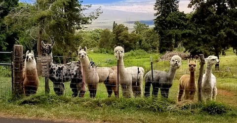 Upcountry Alpaca, Llama, and Rabbit working farm