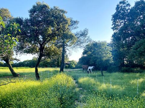 Nature lodge amid horses, donkeys